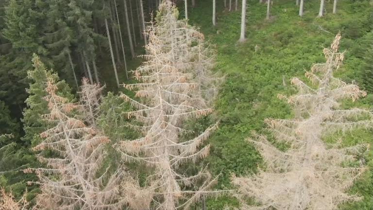 oezdemir-stellt-bundeswaldinventur-vor
