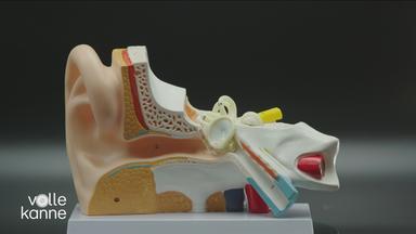 Anatomischer Aufbau des menschlichen Gehörgangs.