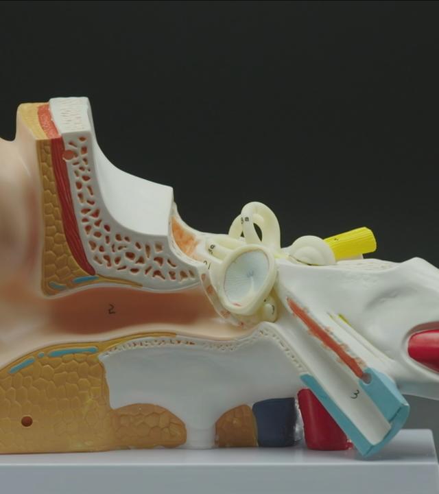 Anatomischer Aufbau des menschlichen Gehörgangs.