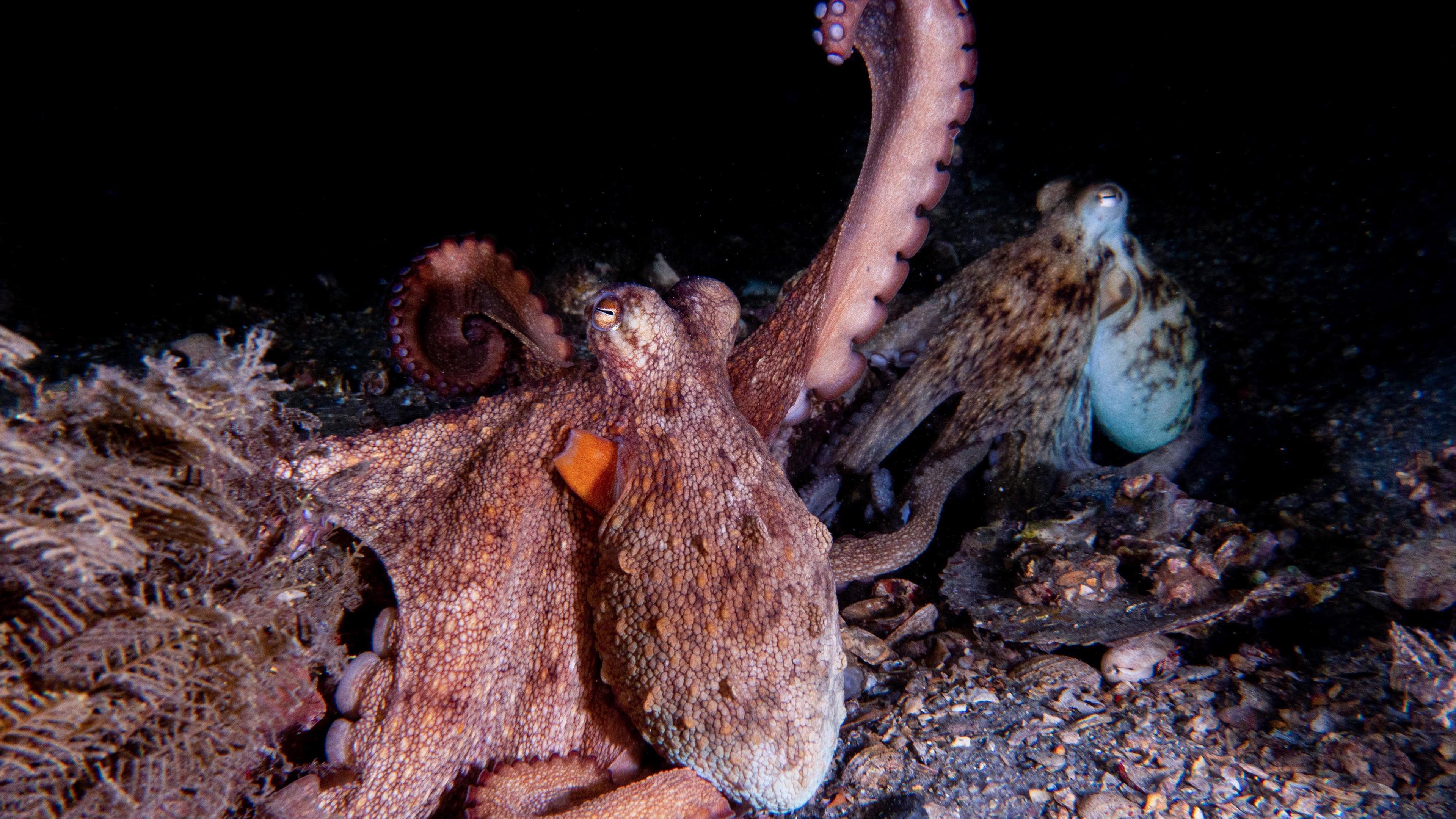 Ein wildlebender Oktopus hebt einen seiner Arme am 09.09.2025.
