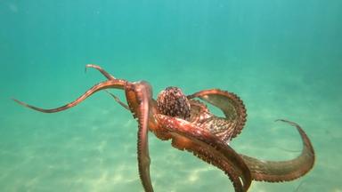 Oktopus am Meeresgrund