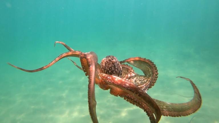 Oktopus am Meeresgrund