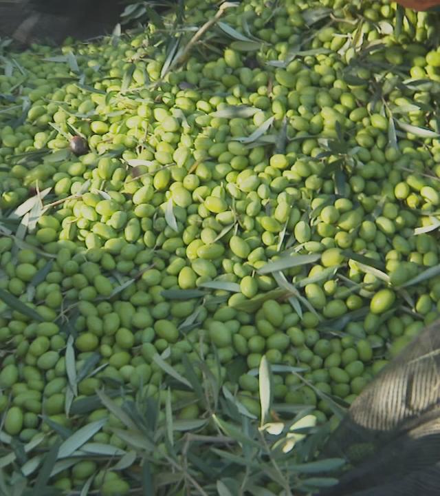 Olivenernte in Italien