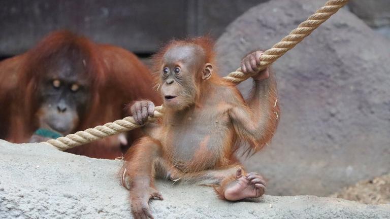 Orang-Utan-Nachwuchs Hari erobert sein Gehege im Prager Zoo