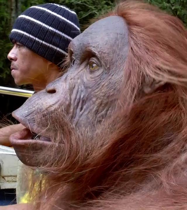 Orang-Utan-Animatronik im Einsatz