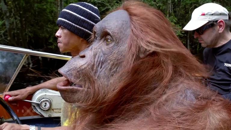 Orang-Utan-Animatronik im Einsatz