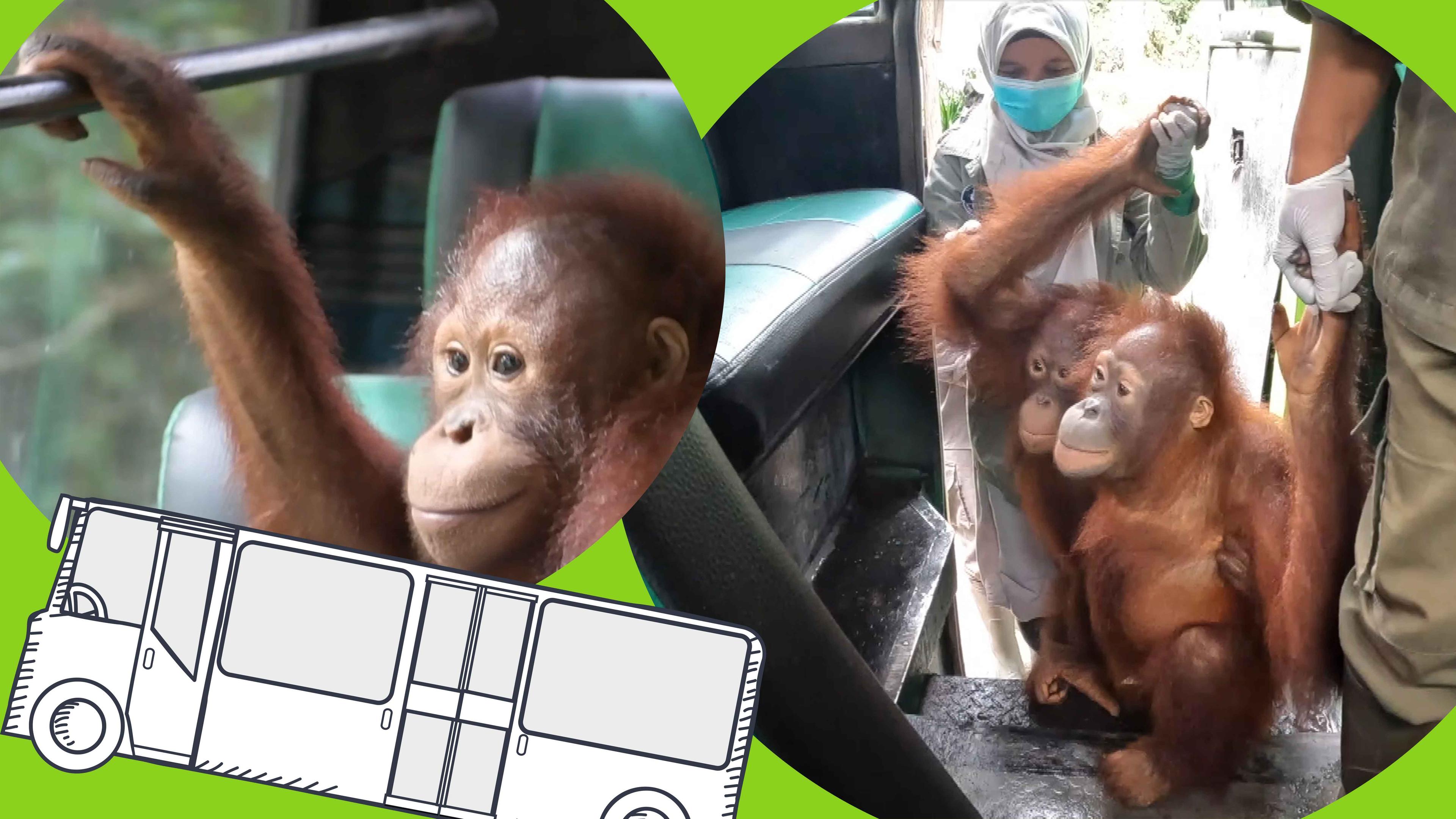 Orang-Utan-Bus