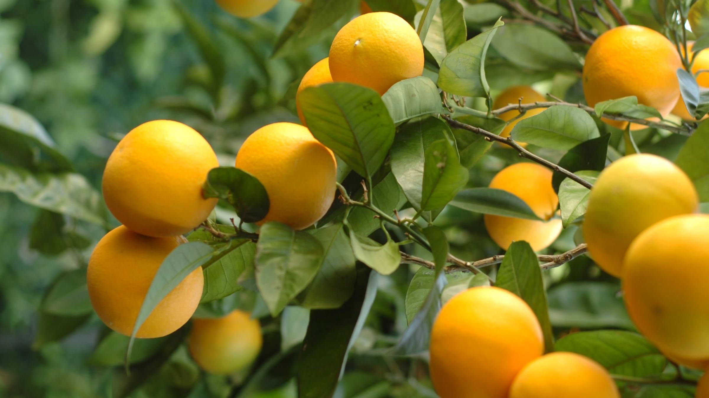 Orangenbaum