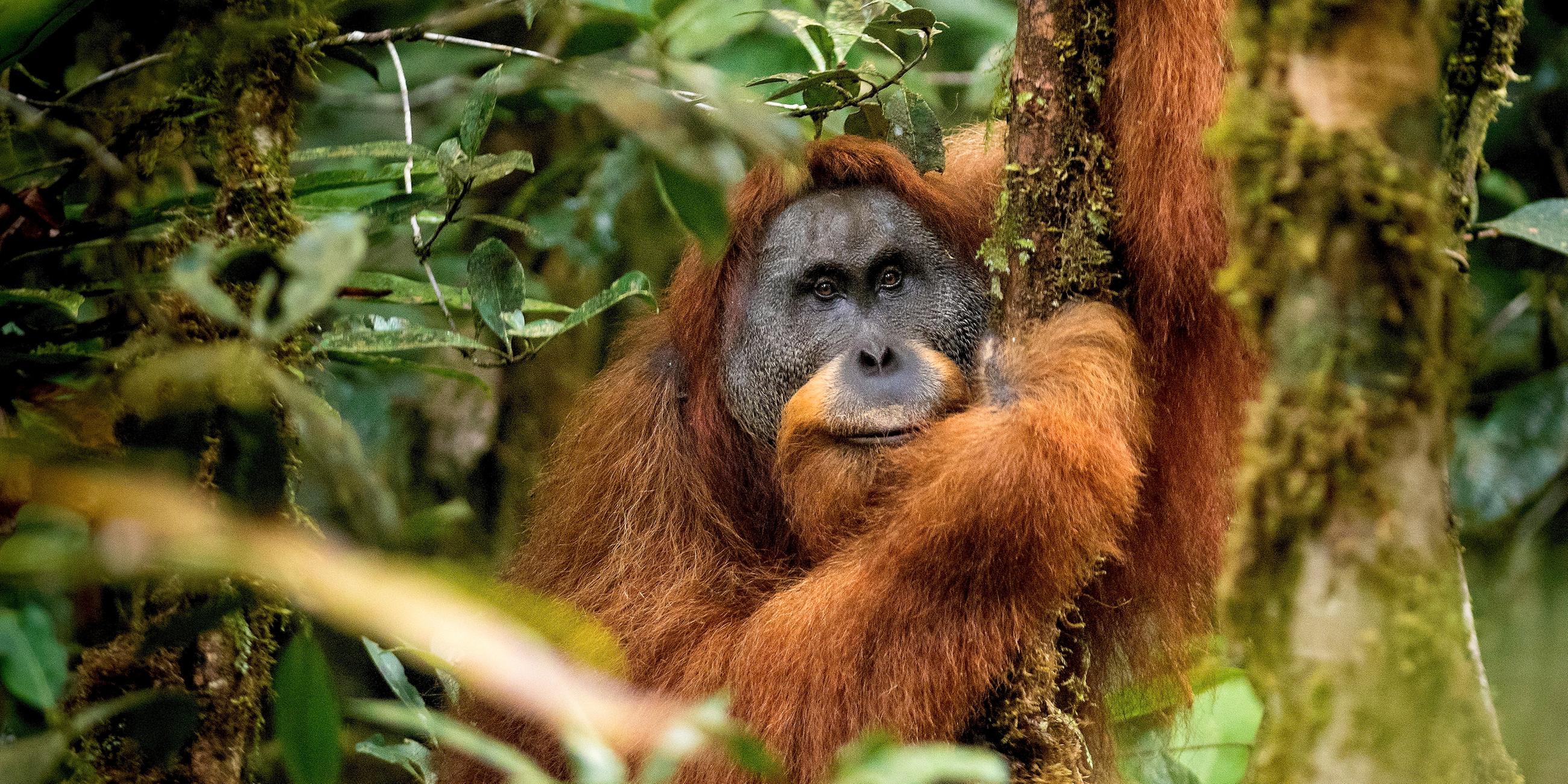 Pongo tapanuliensis