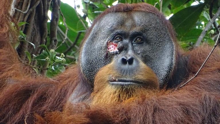 Eine Wunde im Gesicht von Rakus, einem wild lebenden männlichen Sumatra-Orang-Utan im Gunung-Leuser-Nationalpark, Indonesien, am 23.06.2022.