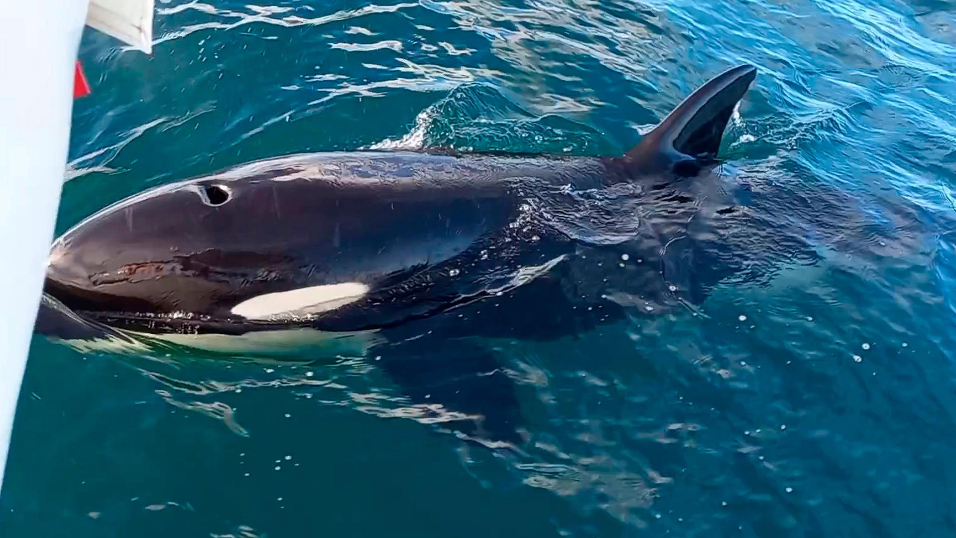 Orca der mit einem Schiff interagiert