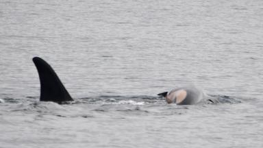 Orca-Weibchen trauert um totes Kalb