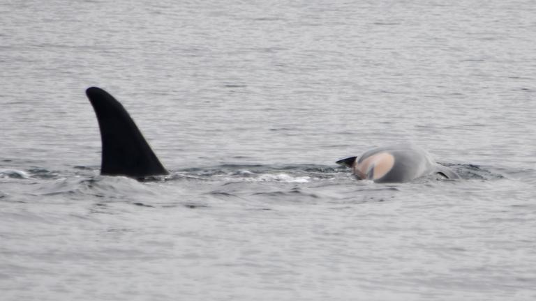 Orca-Weibchen trauert um totes Kalb