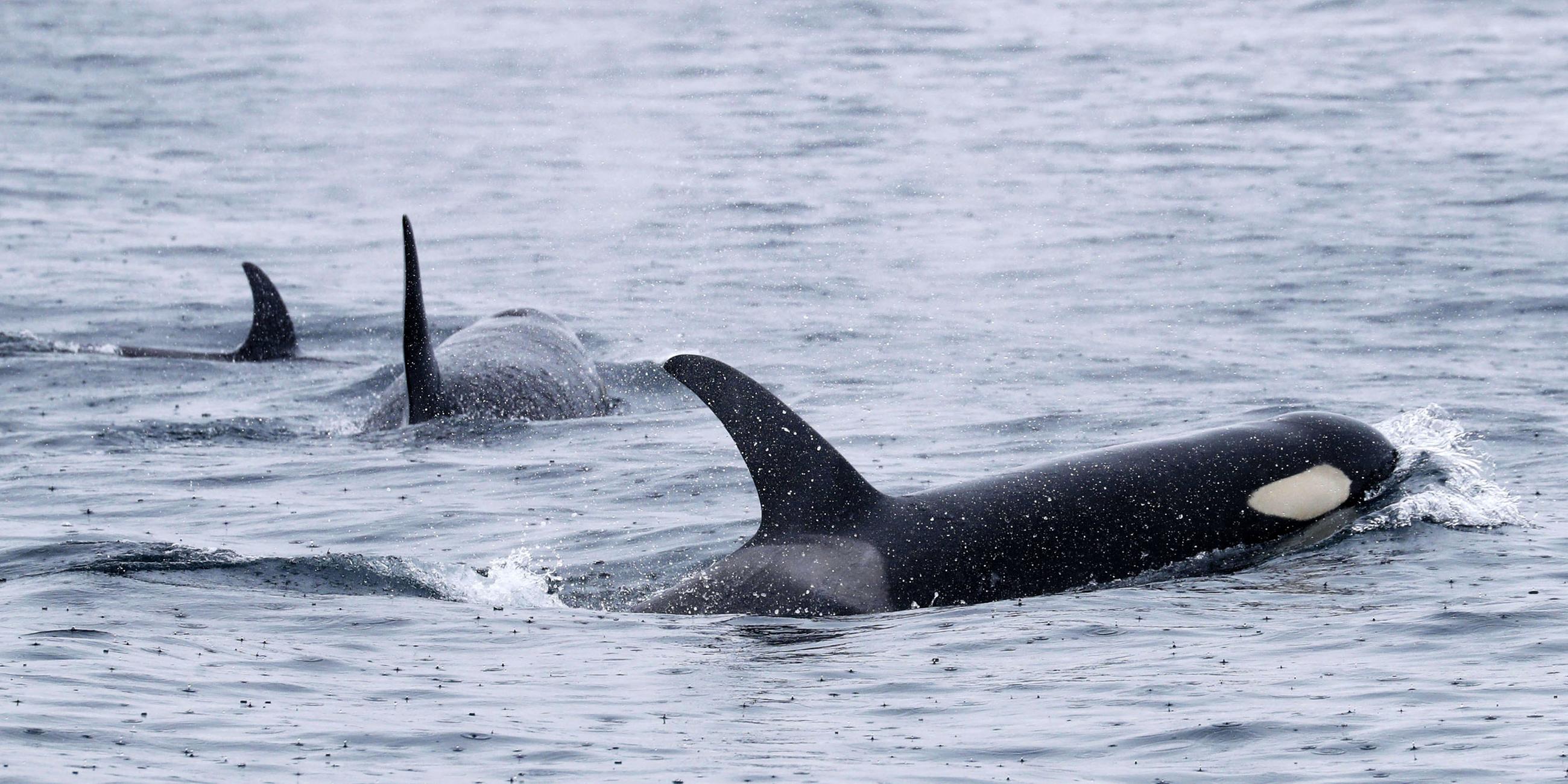 Drei Orcas im Meer, aufgenommen am 22.06.2018