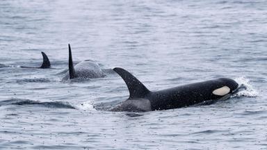 Symbolbild: Orcas schwimmen vor der Halbinsel Shiretoko