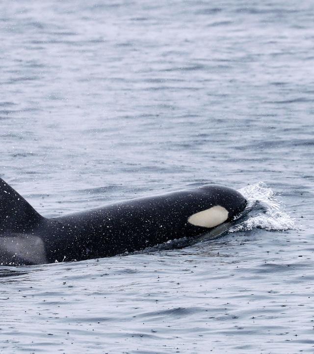 Symbolbild: Orcas schwimmen vor der Halbinsel Shiretoko