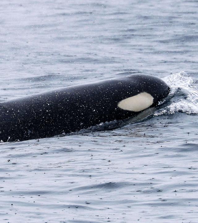Symbolbild: Orcas schwimmen vor der Halbinsel Shiretoko
