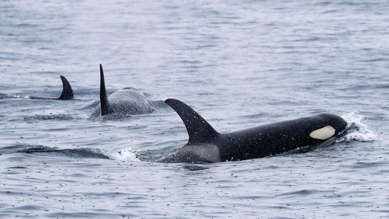 Symbolbild: Orcas schwimmen vor der Halbinsel Shiretoko