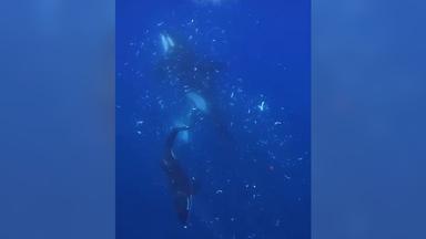 Ein Orca prallt absichtlich auf einen toten Mondfisch und zerlegen ihn so in Tausende kleine Teile.(Screenshot aus dem Video)