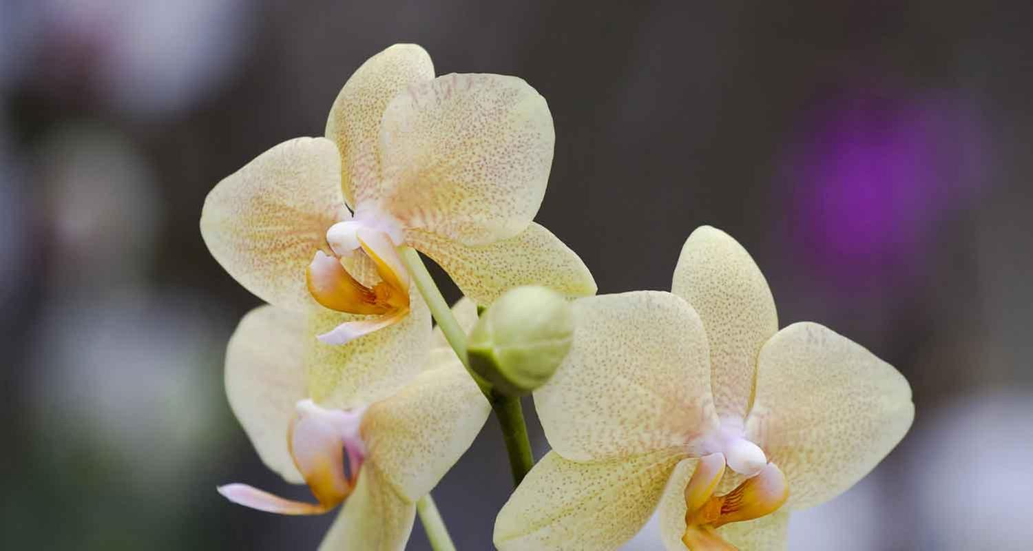 Orchidee