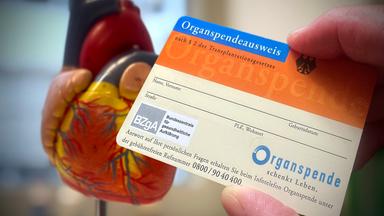 Organspendeausweis. Im Hintergrund ist eine Figur eines organischen Herzes