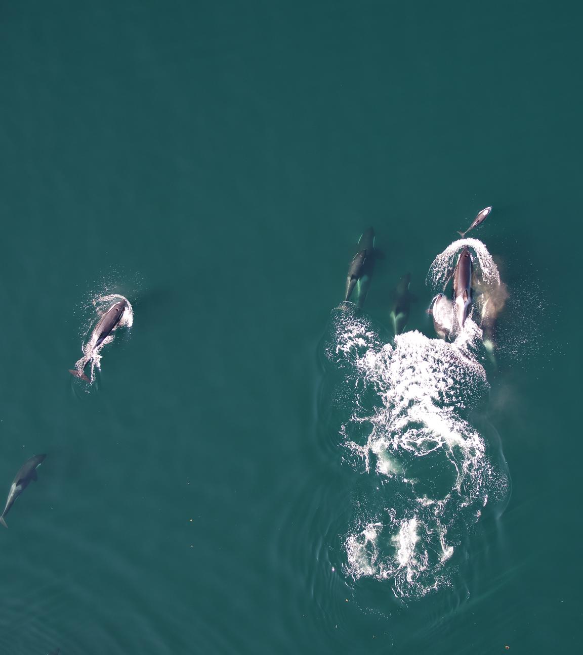 Orcas und Delfine bei gemeinsamer Jagd