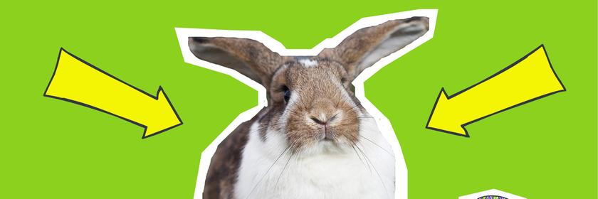 Ein Hase sitzt im Gras mit bunt bemalten Eiern auf grünem Hintergrund mit gelben Pfeilen