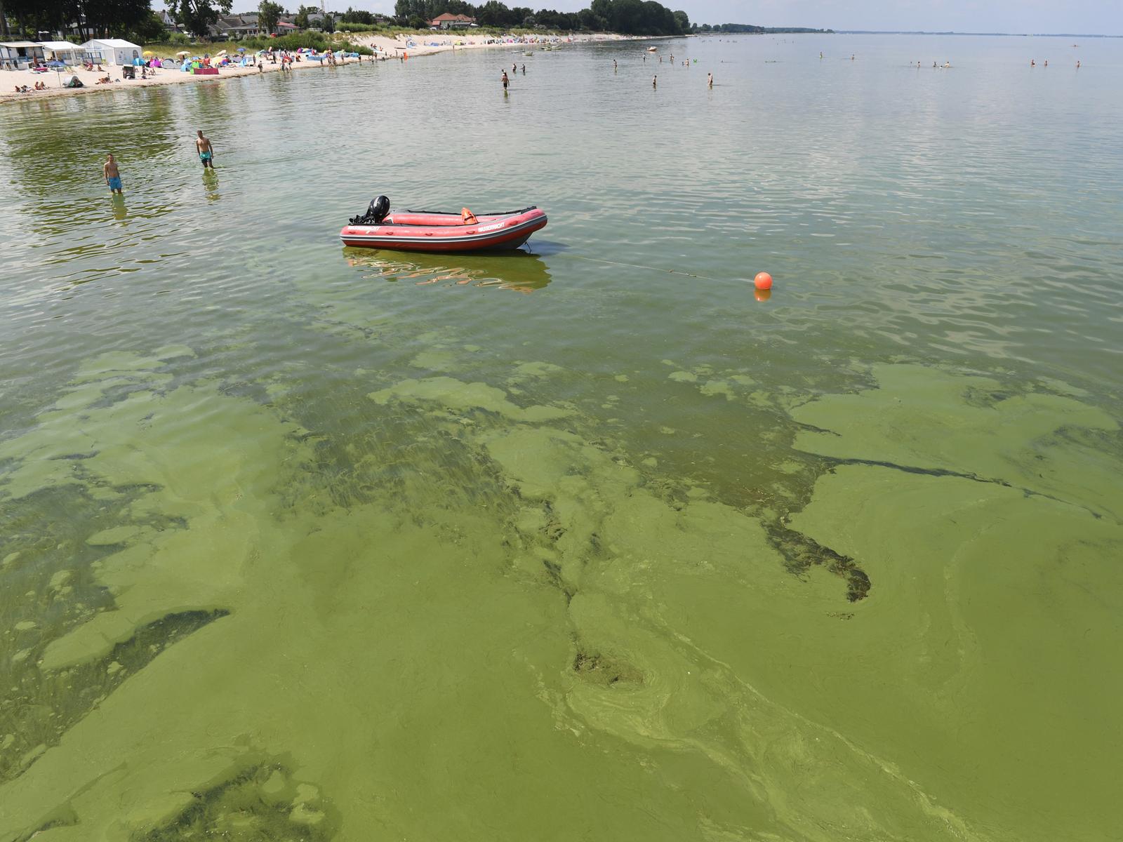 Ostsee: berdngung bedroht Biodiversitt im Meer