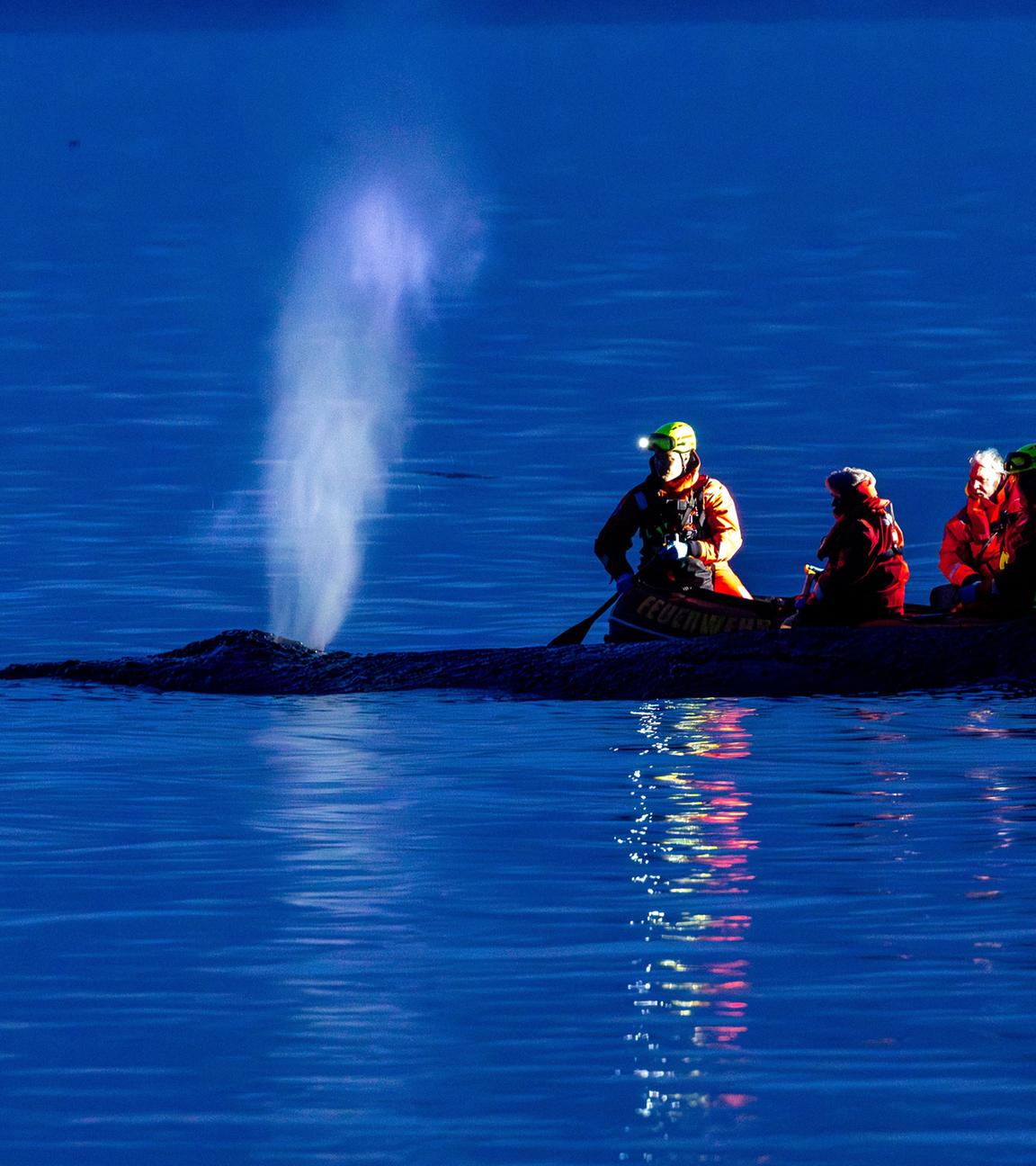 Wal an Timmendorfer Strand angespült