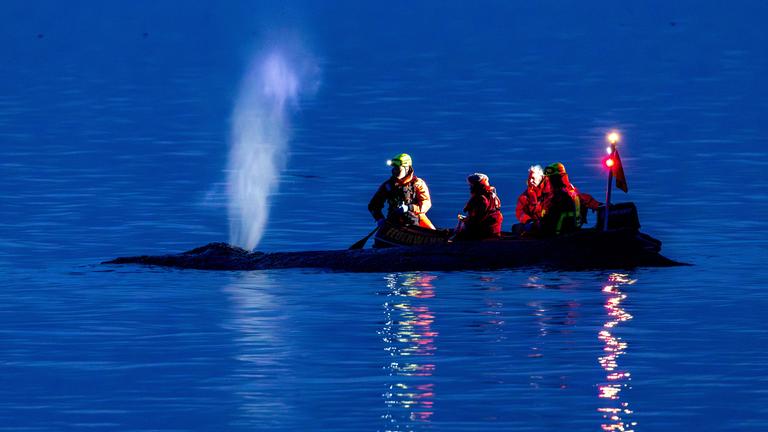 Wal an Timmendorfer Strand angespült