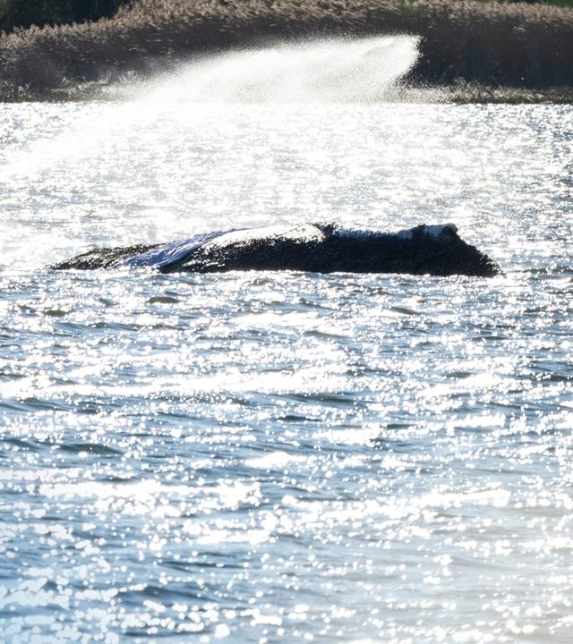 Ostsee-Wal Timmy im flachen Wasser mit Helfern neben ihm, die ihn mit Wasser benetzen.