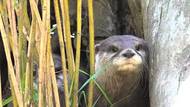 Dreifaches Otterglück im Tierpark Ströhen