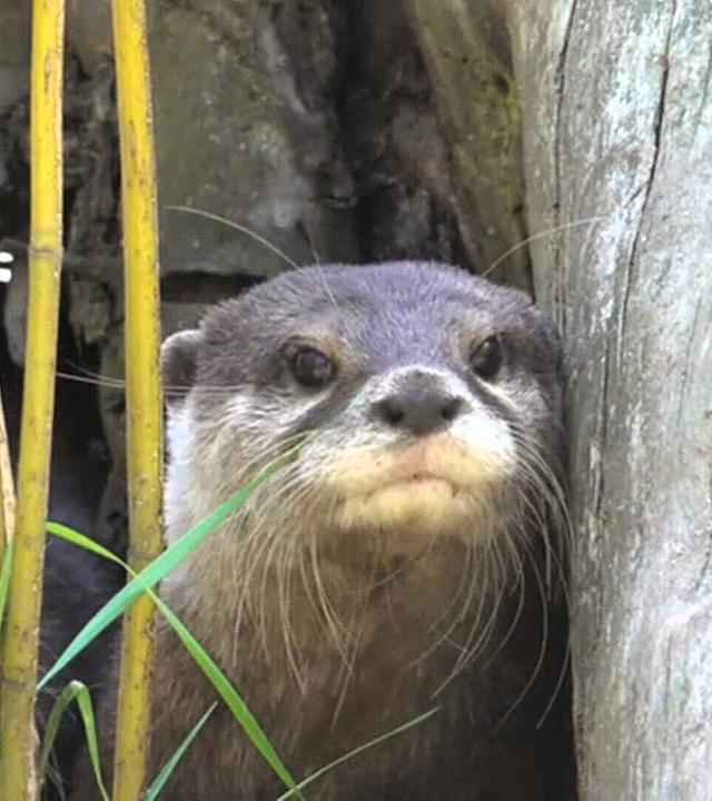Dreifaches Otterglück im Tierpark Ströhen