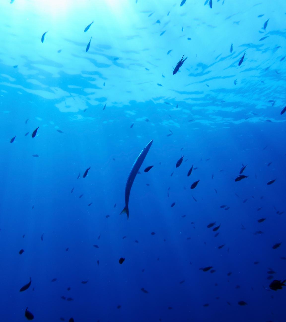 Ein Barrakuda (M) schwimmt im Schutzgebiet des französischen Porquerolles-Nationalparks.