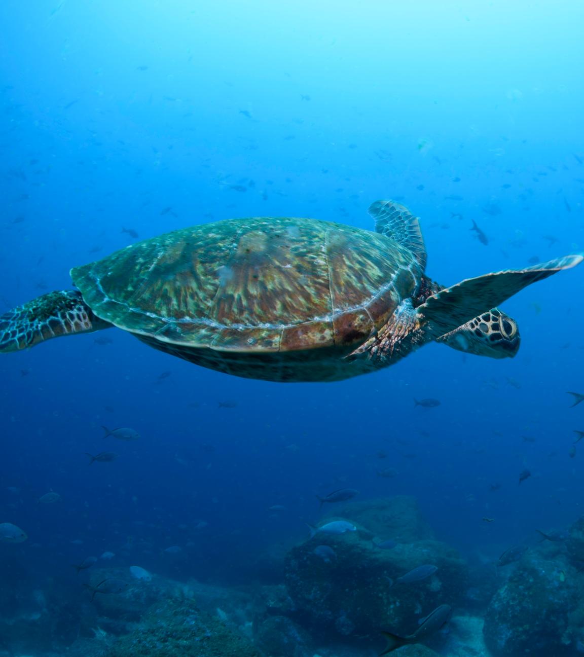  Eine pazifische grüne Meeresschildkröte schwimmt durch das Wasser.