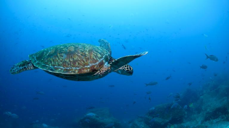  Eine pazifische grüne Meeresschildkröte schwimmt durch das Wasser.