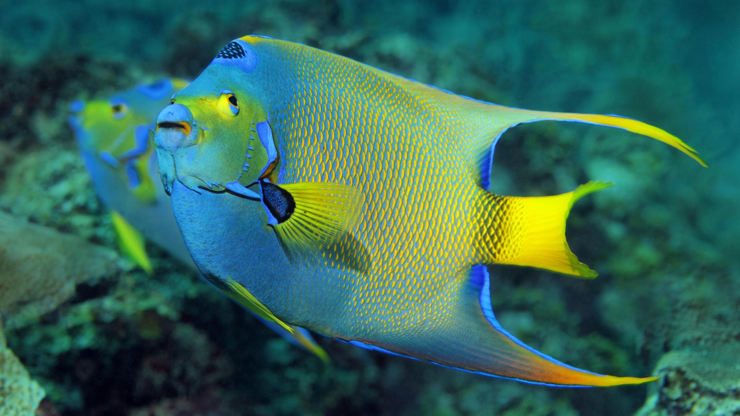 Paar Diadem-Kaiserfische (Holacanthus ciliaris) im Korallenriff (undatierte Aufnahme)