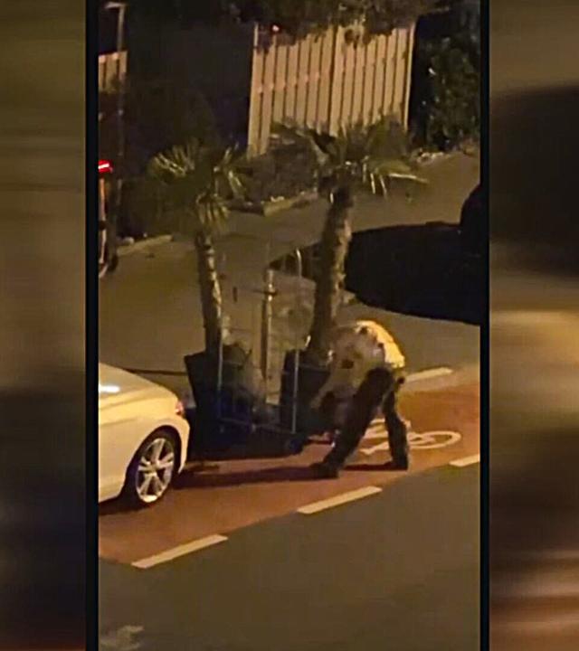 Auf dem Bild sind zwei Palmen zu sehen, die nachts dicht beieinander auf einem Rollwagen am Rand einer Straße stehen. Rechts daneben ist ein Mann mit nach vorne gebeugtem Oberkörper zu sehen.