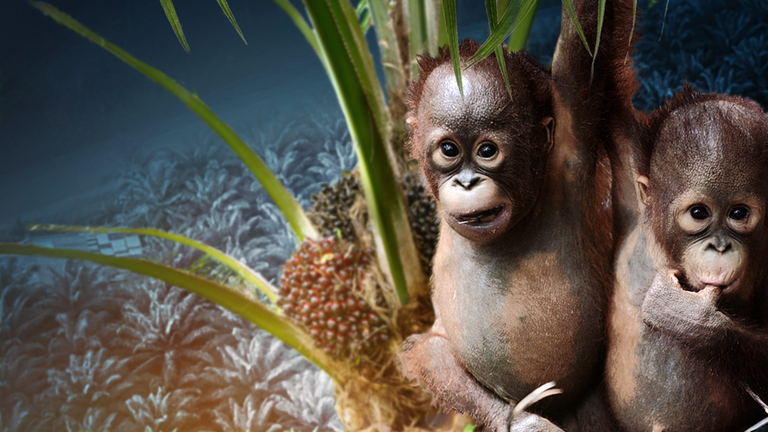 Orang Utan Orang Utan und Palmölplantage (Montage)