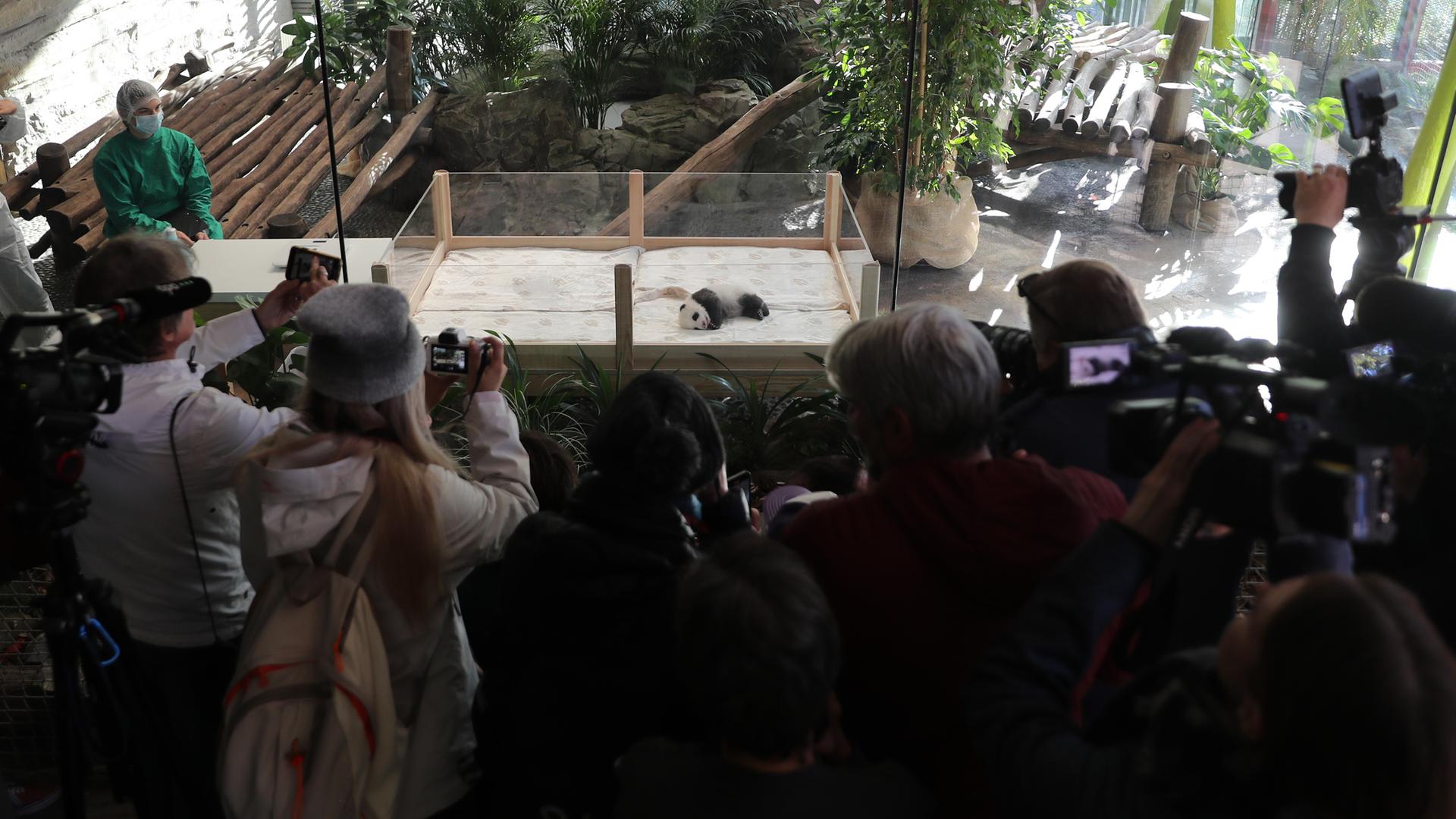 Besucher fotografieren ein Panda-Baby