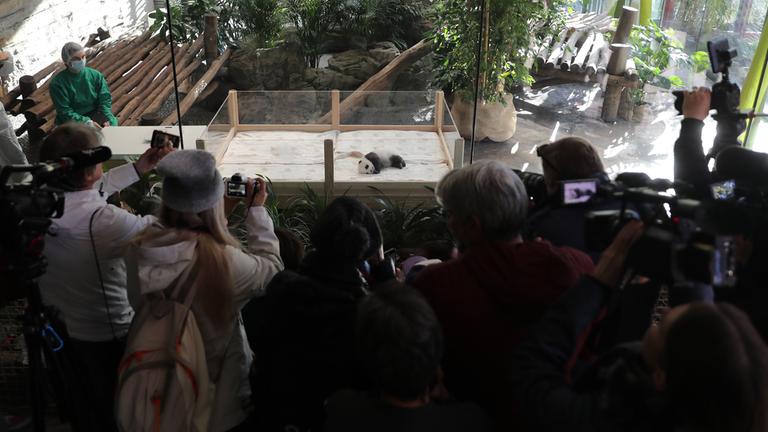 Besucher fotografieren ein Panda-Baby