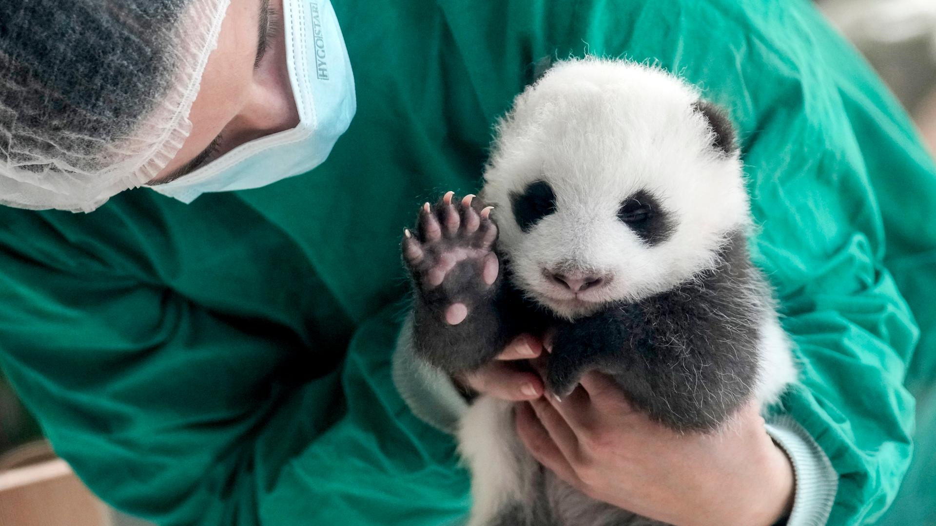 Panda-Nachwuchs im Berliner Zoo