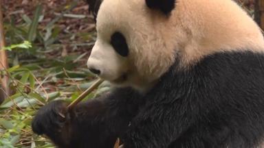 Panda mit Zahnproblemen kaut Bambus 