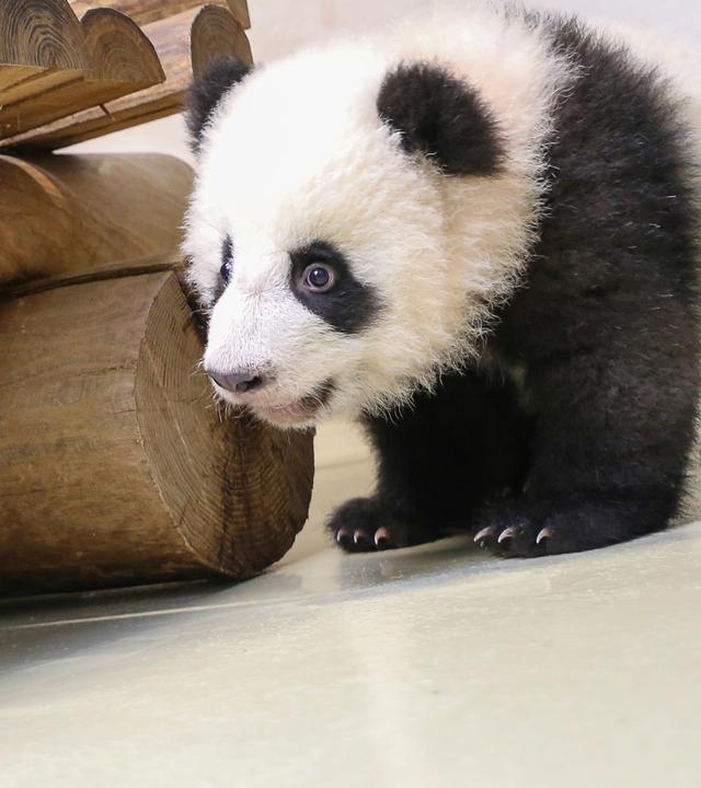 Panda-Zwillinge im Berliner Zoo