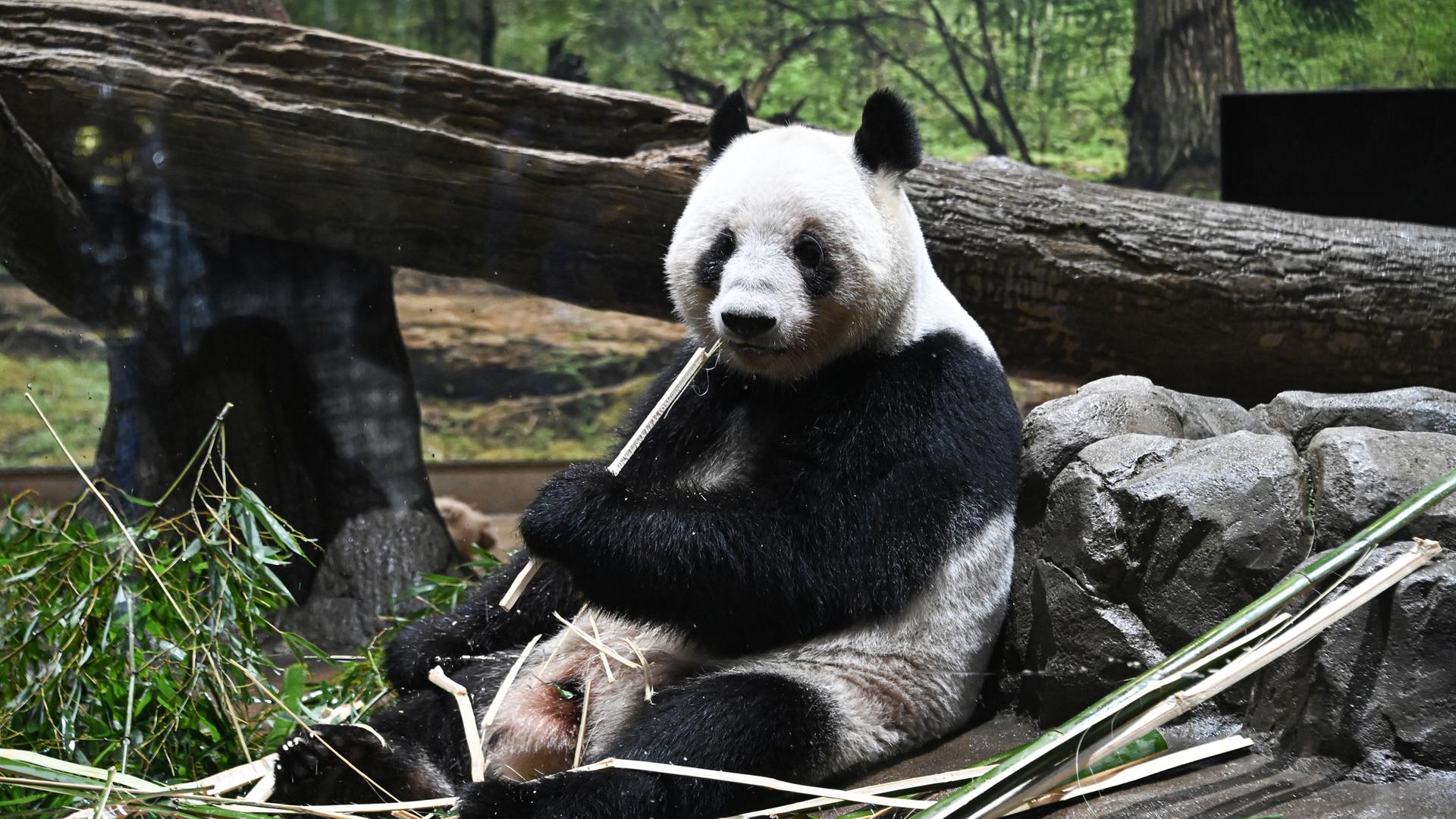 Riesenpanda Lei Lei frisst Bambus im Ueno-Zoo in Tokio, Japan, aufgenommen am 26.01.2026