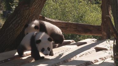 Pandas