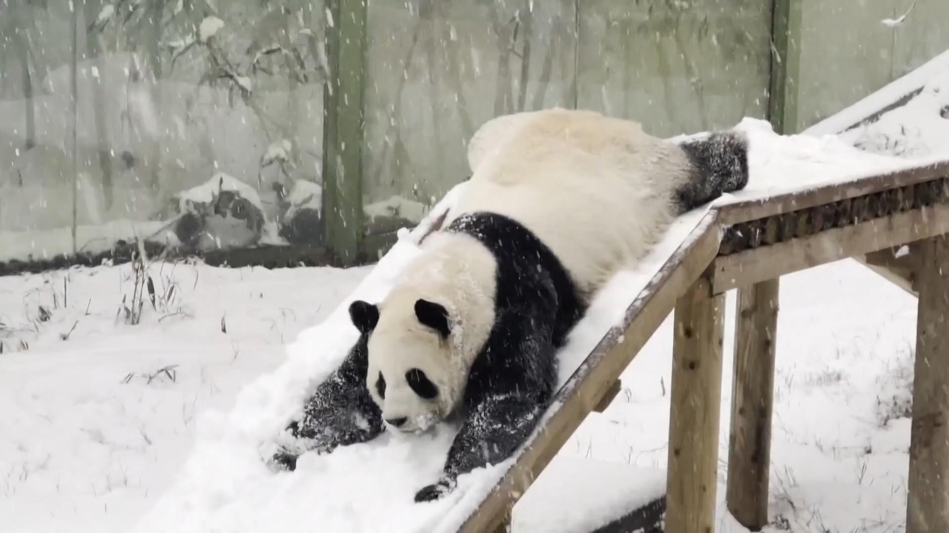 Riesenpanda Ling Yan genießt sichtlich den Winter. Da wird gerutscht, gespielt und sogar Purzelbäume geschlagen. Im chinesischen Wildpark von Luoyang ist er Publikumsliebling.
