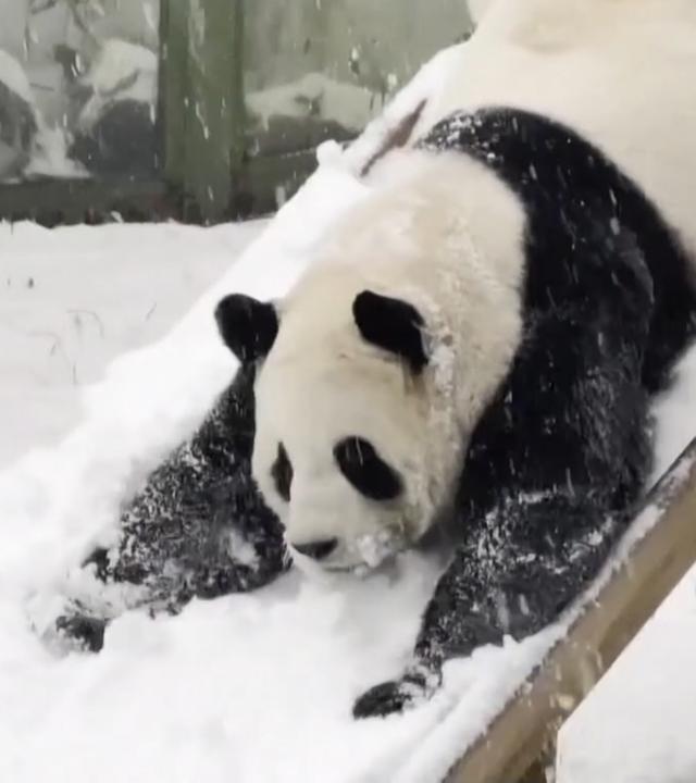 Riesenpanda Ling Yan genießt sichtlich den Winter. Da wird gerutscht, gespielt und sogar Purzelbäume geschlagen. Im chinesischen Wildpark von Luoyang ist er Publikumsliebling.
