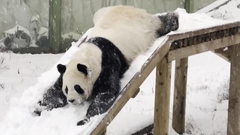 Riesenpanda Ling Yan genießt sichtlich den Winter. Da wird gerutscht, gespielt und sogar Purzelbäume geschlagen. Im chinesischen Wildpark von Luoyang ist er Publikumsliebling.