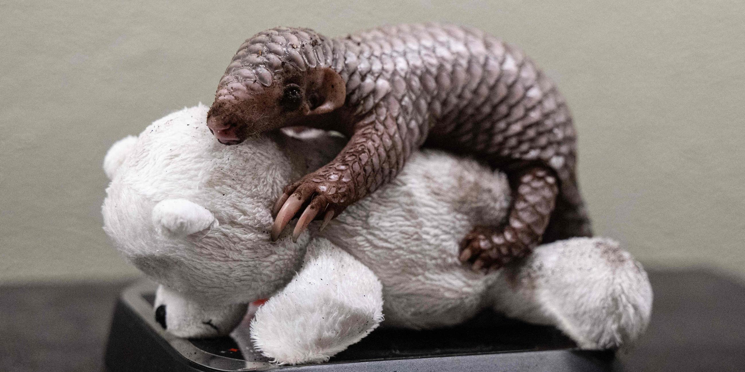 Pangolin 